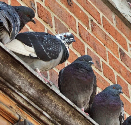 Controle de Pombos